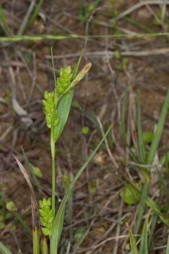 Carex glaucodea #24